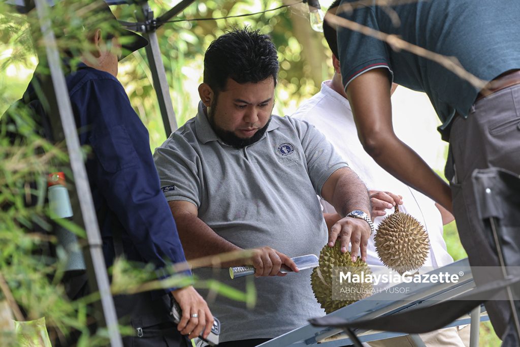 Bukan semua varieti durian alami susut harga