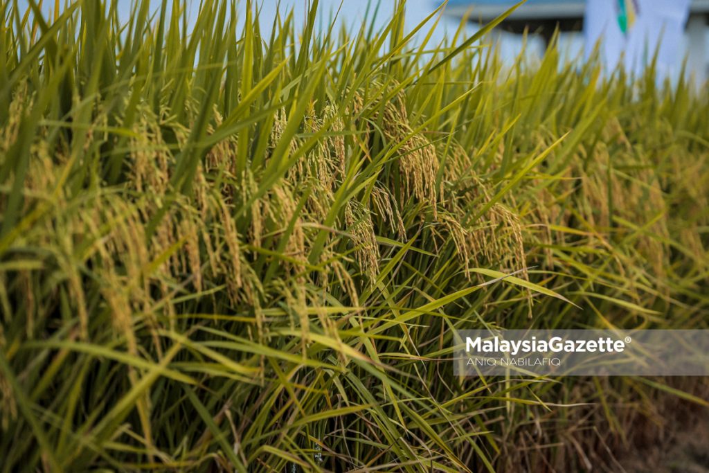 Keterjaminan makanan bermula di ladang, pertanian Perak terus diperkasa