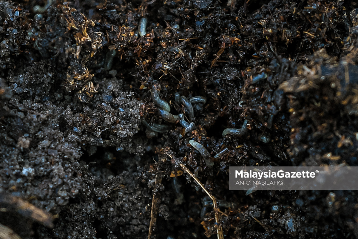 gangguan lalat di Kampar gangguan lalat di Perak, masalah lalat di Kampar, dakwaan baja mentah punca lalat, penggunaan tinja ayam sebagai baja, siasatan gangguan lalat siasatan gangguan lalat di Kampar baja mentah punca gangguan lalat tinja ayam tidak diproses sebagai baja Kampung Changkat Tualang dan Redang Sawa Mohd Azlan Helmi gangguan lalat