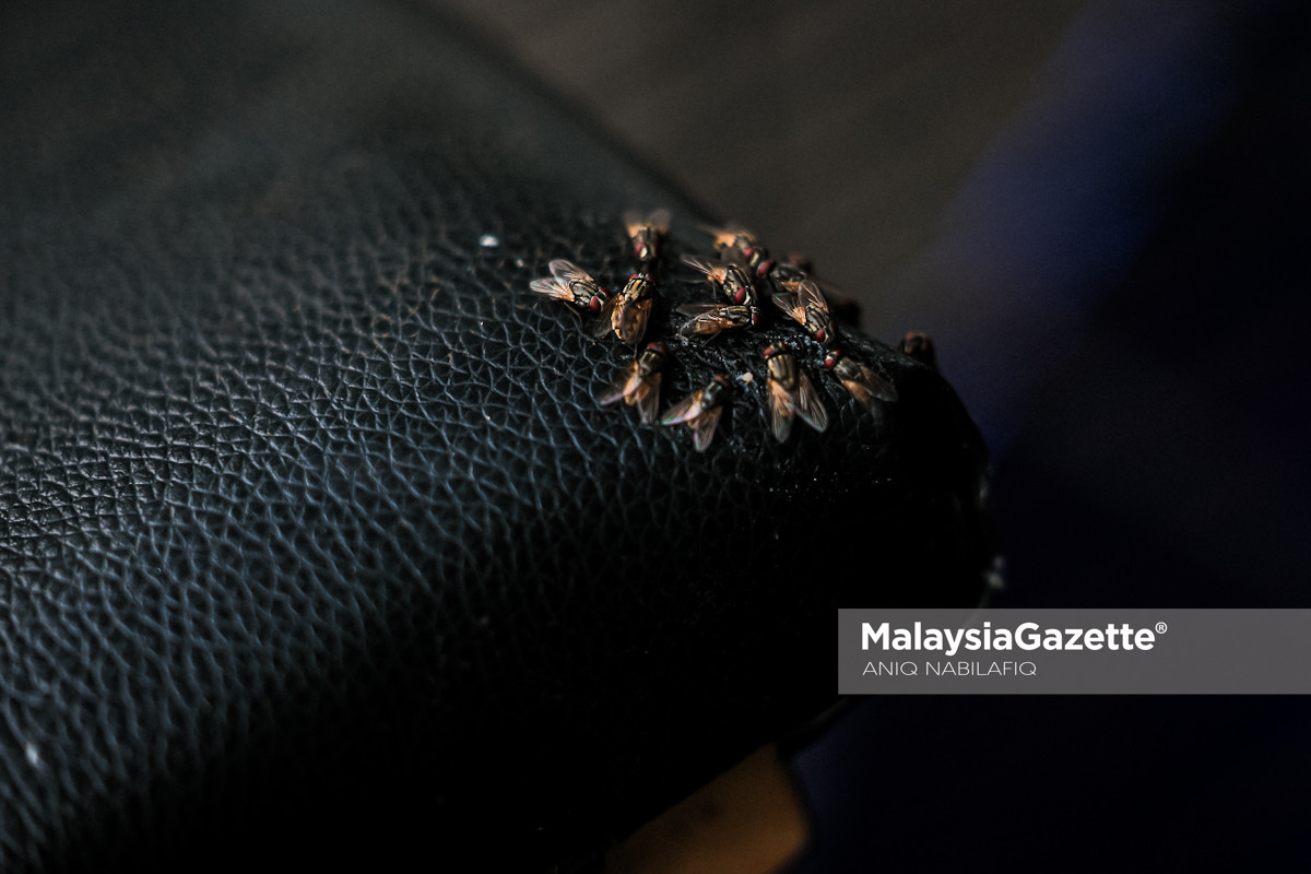 gangguan lalat di Kampar gangguan lalat di Perak, masalah lalat di Kampar, dakwaan baja mentah punca lalat, penggunaan tinja ayam sebagai baja, siasatan gangguan lalat siasatan gangguan lalat di Kampar baja mentah punca gangguan lalat tinja ayam tidak diproses sebagai baja Kampung Changkat Tualang dan Redang Sawa Mohd Azlan Helmi gangguan lalat