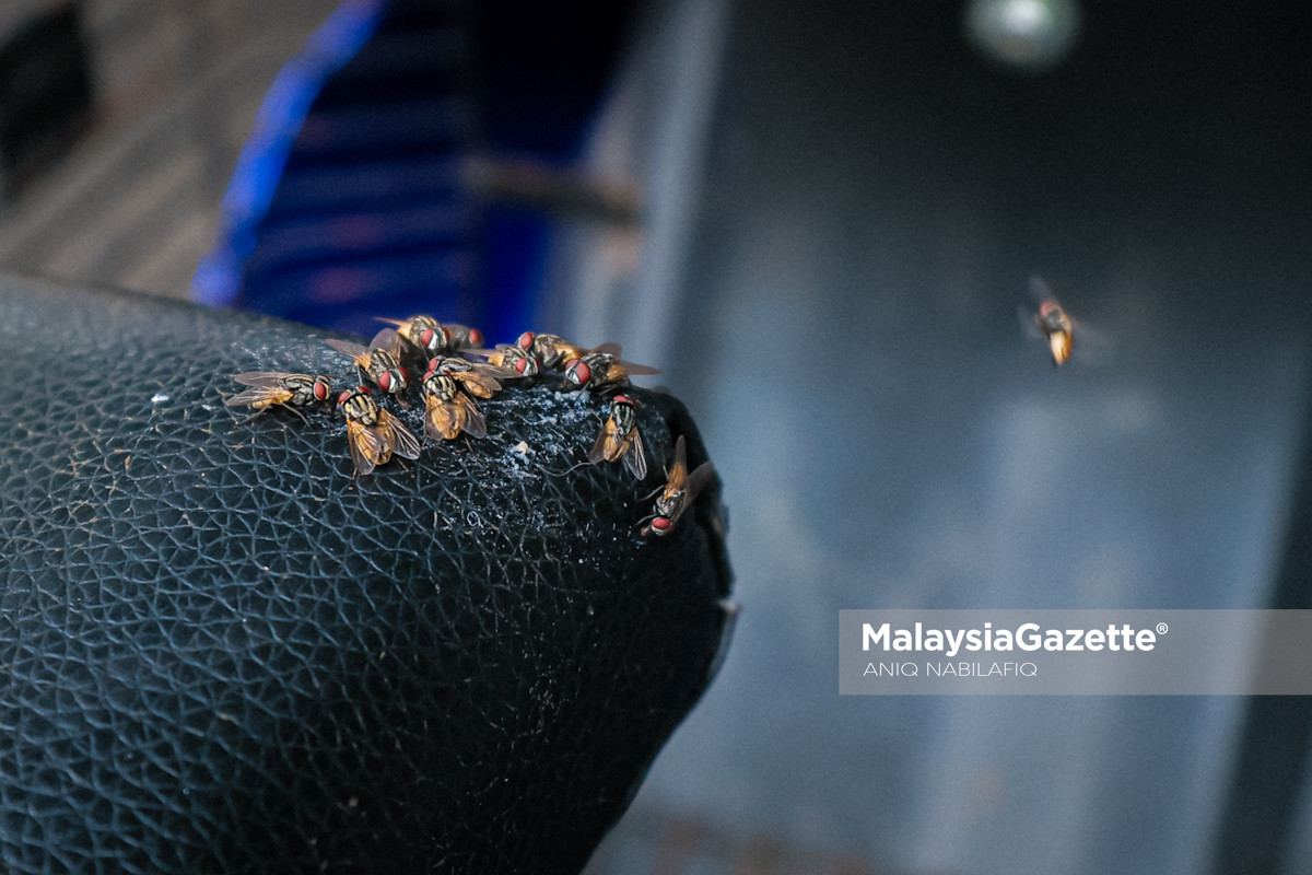gangguan lalat di Kampar masalah lalat di Kampar, gangguan lalat di Changkat Tualang, lalat di Redang Sawa, masalah lalat di kampung, aduan penduduk mengenai lalat masalah lalat di Changkat Tualang gangguan lalat di Redang Sawa penduduk Kampar gangguan lalat pendapatan peniaga merosot akibat lalat baja najis ayam punca lalat
