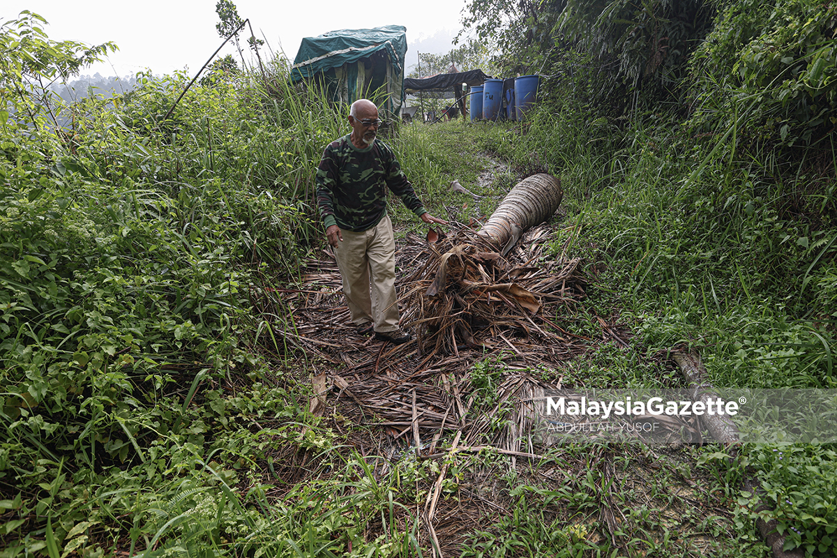 gajah liar di Chemor gajah liar Bukit Bangkong, gajah ceroboh kebun di Chemor, gangguan gajah liar di Perak, kebun buah dirosakkan gajah . gajah liar ceroboh kebun buah gajah liar Bukit Bangkong Chemor pekebun Chemor alami kerugian 12 lot kebun terjejas akibat gajah PERHILITAN Perak kawal gajah liar