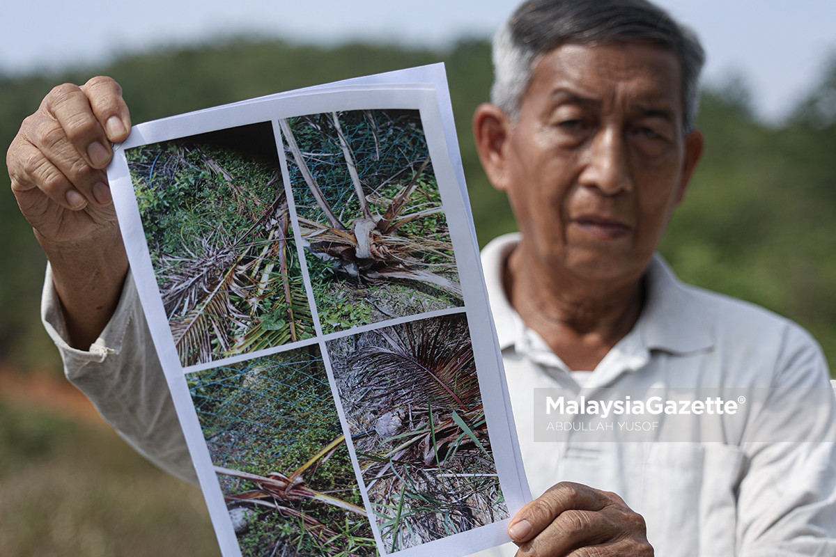 gajah liar di Chemor gajah liar Bukit Bangkong, gajah ceroboh kebun di Chemor, gangguan gajah liar di Perak, kebun buah dirosakkan gajah . gajah liar ceroboh kebun buah gajah liar Bukit Bangkong Chemor pekebun Chemor alami kerugian 12 lot kebun terjejas akibat gajah PERHILITAN Perak kawal gajah liar