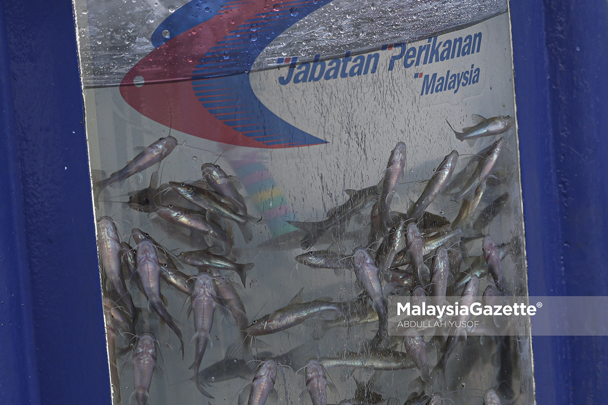 hab masakan ikan sungai Perak R&R Sungai Perak destinasi masakan ikan, hidangan ikan sungai Perak, promosi masakan ikan sungai, masakan ikan tempatan Perak R&R Sungai Perak Kuala Kangsar Fiesta Ikan Perak 2026 masakan ikan sungai di Perak pelancongan makanan Perak hasil perikanan tempatan Perak