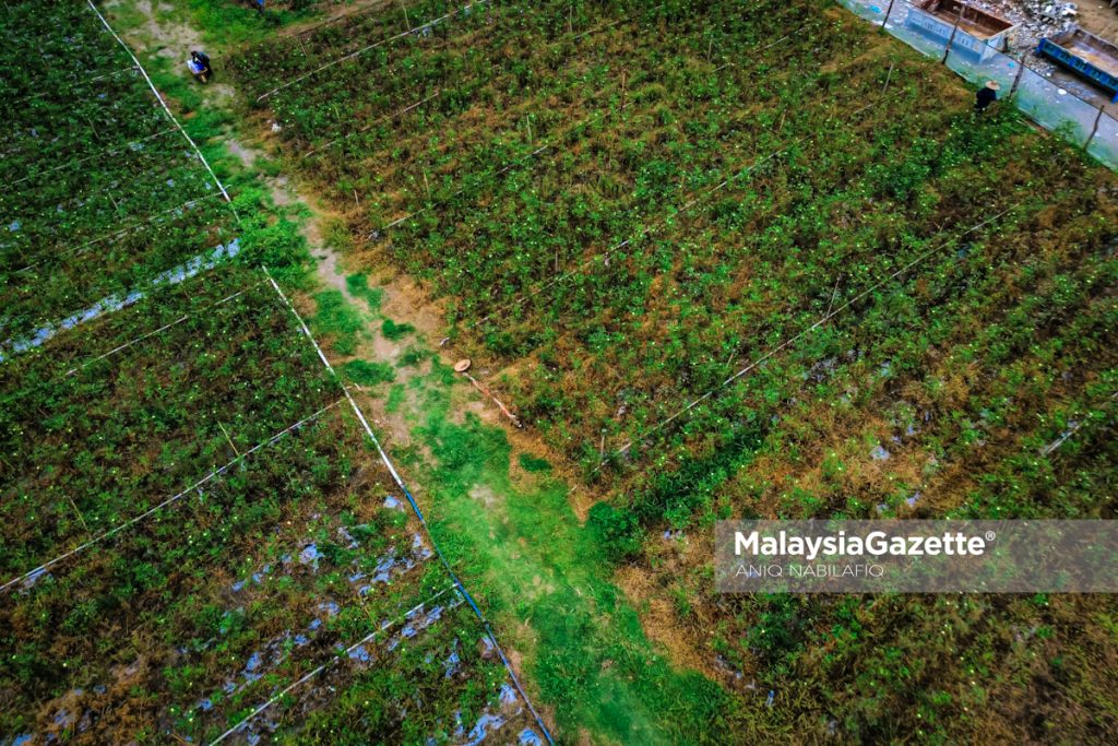 ‘Balik kampung tanam sayur’, bekas konsultan pilih bendi bina kehidupan baharu