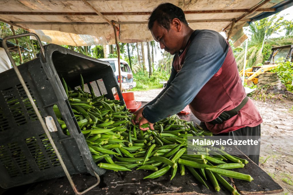 ‘Balik kampung tanam sayur’, bekas konsultan pilih bendi bina kehidupan baharu