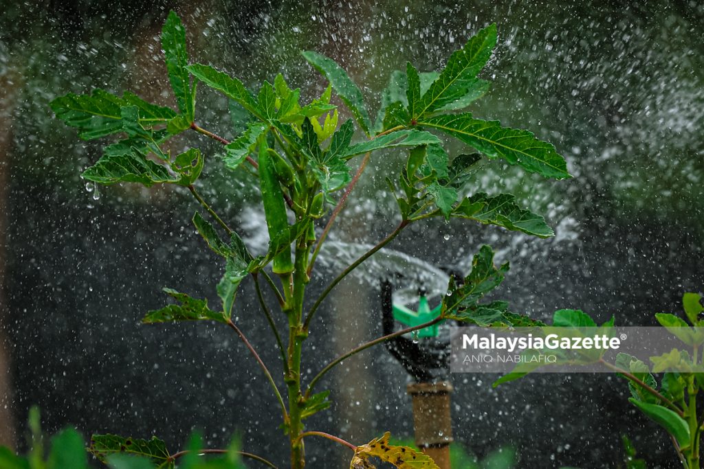 ‘Balik kampung tanam sayur’, bekas konsultan pilih bendi bina kehidupan baharu