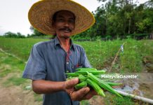 ‘Balik kampung tanam sayur’, bekas konsultan pilih bendi bina kehidupan baharu ‘Balik kampung tanam sayur’, bekas konsultan pilih bendi bina kehidupan baharu
