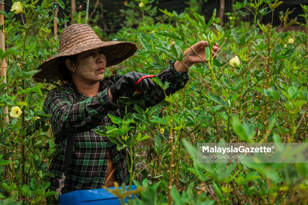 ‘Balik kampung tanam sayur’, bekas konsultan pilih bendi bina kehidupan baharu