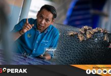 MGPerak: Petani Setuju Guna Kaedah EM, Sasar Kurangkan Populasi Lalat Menjelang November