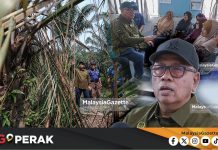 MGPerak: Pekebun Sawit Terjejas Serangan Gajah Liar Boleh Mohon BKHT – Exco