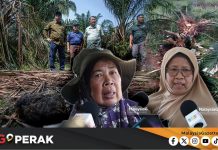 MGPerak: Penduduk Tak Lena Tidur, Gajah Liar Lalu Tepi Rumah