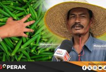 MGPerak: ‘Balik Kampung Tanam Sayur’, Bekas Konsultan Pilih Bendi Bina Kehidupan Baharu
